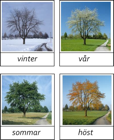 årstider träd