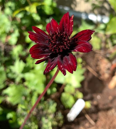 övervintring blyblomma