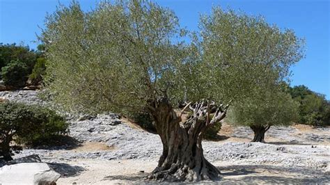 Čím se hnojí olivovník?