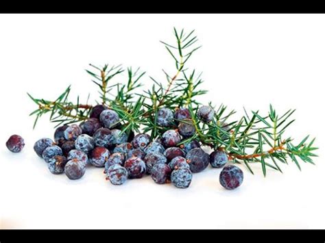 Čaj od plodova smreke (kleke) - Juniperus communis - YouTube