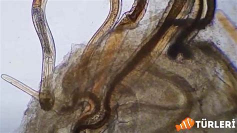 codini.rgarabwor.edu.pl. 