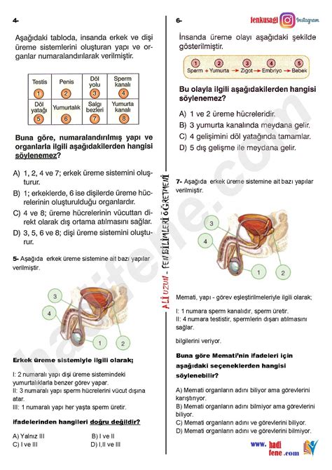 İNSANLARDA ÜREME BÜYÜME VE GELİŞME Blogger. 
