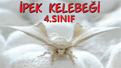 İPEK KELEBEĞİ Dinleme Metni 4.Sınıf (ORİJİNAL) YouTube. 