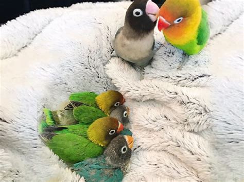 İnternetin son fenomeni: Sevimli papağan ailesi.