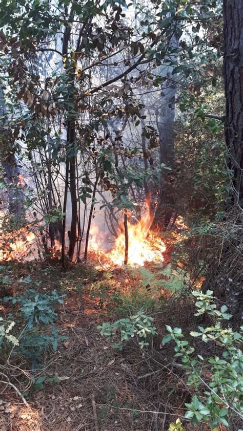 İstanbul'da ormanlık alanda çıkan yangın söndürüldüs