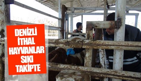 İthal hayvanların karantina ve sonrasındaki takipleri titizlikle . 