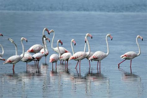 İzmit Körfezi onlarca flamingoya ev sahipliği yapıyors