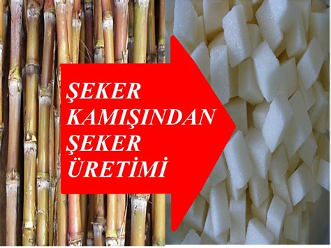 codini.rgarabwor.edu.pl. 