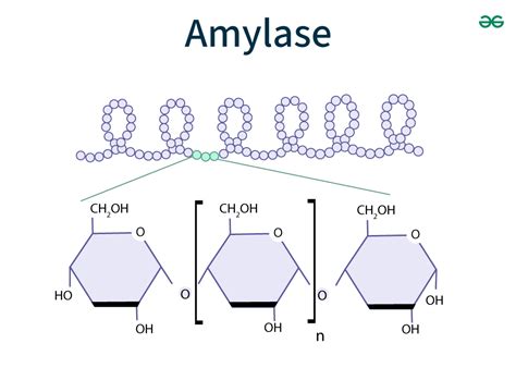 α-Amylase - muktibox.com