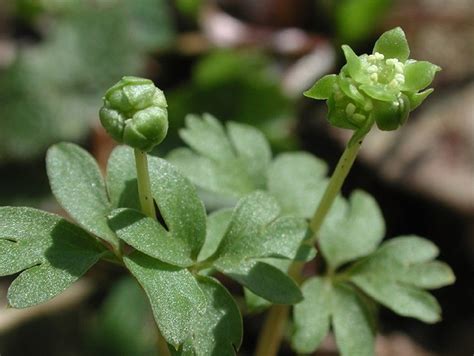 Адокса мускусная (лат. Adoxa moschatellina)