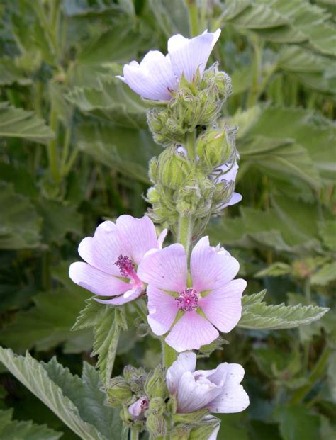 Алтей лекарственный (Althaea officinalis)