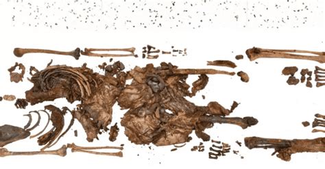 Археологические находки - человеческим останкам, найденным на болотах, оказалось 2500 лет — УНИАН