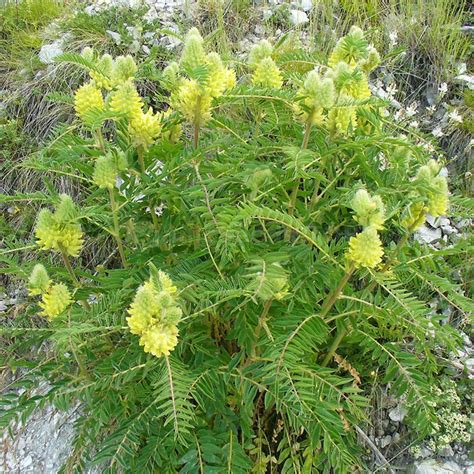 Астрагал шерстистоцветковый (Astragalus dasyanthus Pall.)