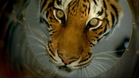 Во власти тигра (Фильм 2010)