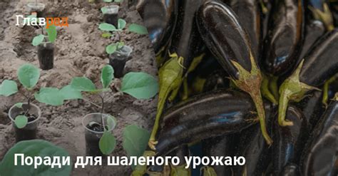 Де краще садити боби