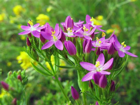 Золототысячник (Centaurium)