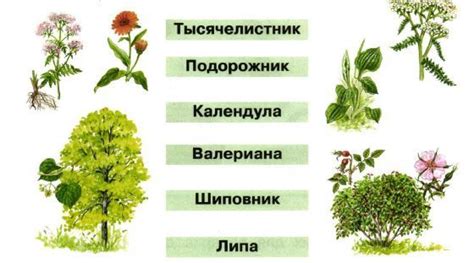 Как называются лекарственные растения?