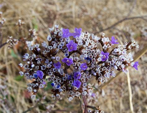 Кермек Гмелина (Limonium gmelinii)