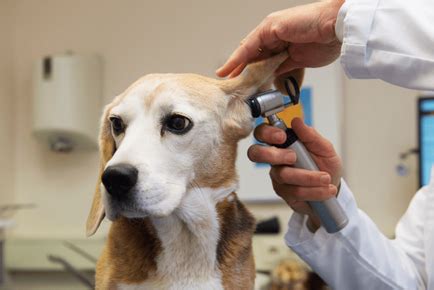 Лечение на папиломи при кучета - comercialexposito.com