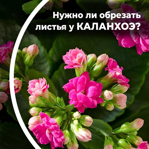 Можно ли обрезать листья каланхоэ?