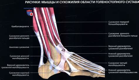 Почему болит наружная область голеностопного сустава?