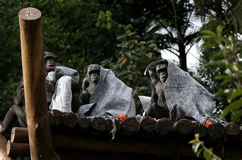 Криптообезьянанье время