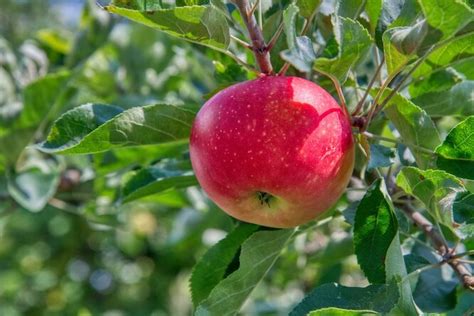 Почему нужно съедать одно яблоко в день?