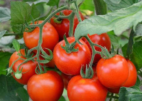 Почему помидоры мешают похудеть?