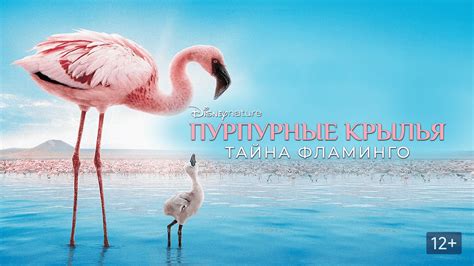 Пурпурные крылья: Тайна фламинго (Фильм 2008)