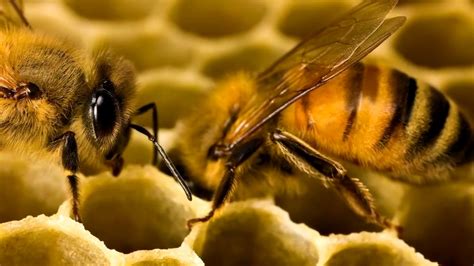 Пчелы делают мед 2017