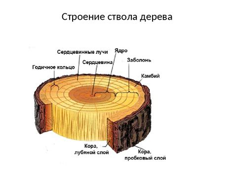 Строение и свойства древесины