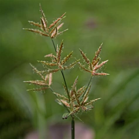 Сыть круглая (Cyperus rotundus)