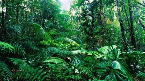 Тропический лес (2012)