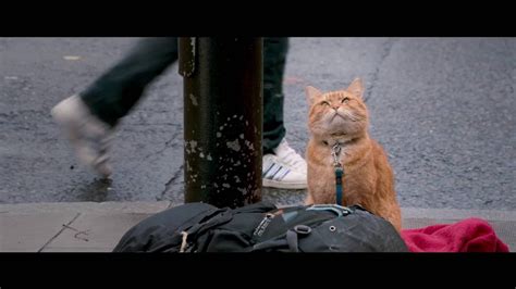 Уличный кот по кличке Боб 2016