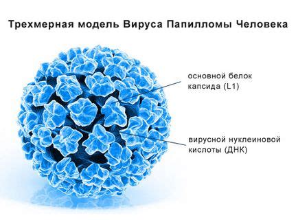 Цена на изследване на човешки папилома вирус 6 - comercialexposito.com