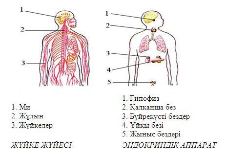 th?q=адам+денесіндегі+екі+әріптен+тұратын+мүшелер+12+мүшелер+жүйесі