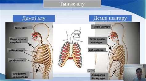 th?q=альвеола+мен+аяқталады+тыныс+алу+механизмі