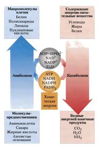 th?q=анаболизм+мен+катаболизм+ерекшеліктері+анаболизм+мен+катаболизм+айырмашылығы