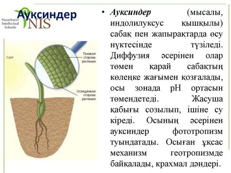 th?q=ауксиндер+деген+не+гибберелиндердің+өсімдіктерге+әсер+етуі