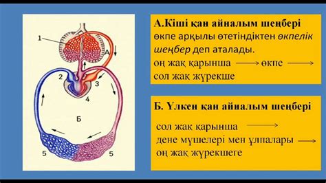 th?q=ашық+және+тұйық+қан+айналым+жүйелеріне+анықтама+беріңдер+тұйық+қан+айналым+жүйесі+хордалылар