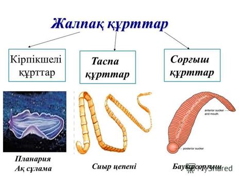 th?q=ақ+құрттар+мен+құрт