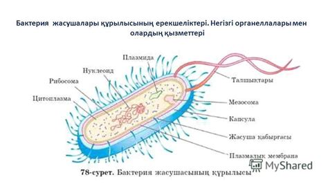 th?q=бактерия+жасушасына+не+тән+бактерия+жасушасының+құрылысы+презентация