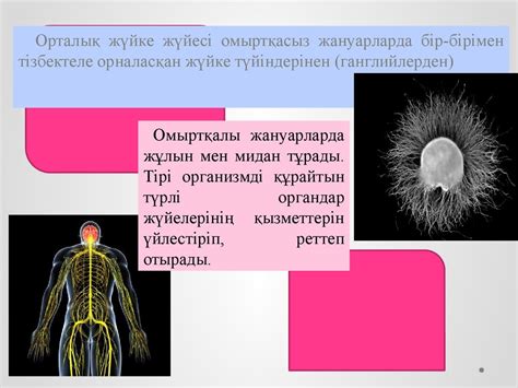 th?q=балалар+нерв+жүйесі+балалардағы+жүйке+жүйесінің+ерекшелігі