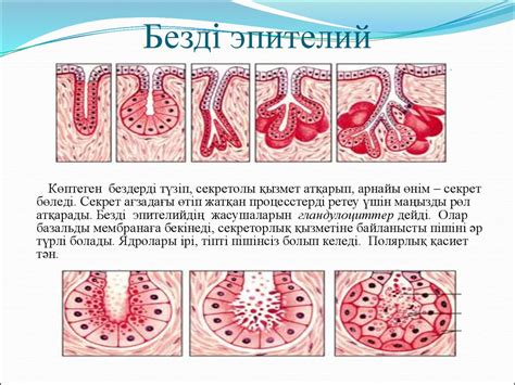 th?q=безді+эпителий+қызметі+жабынды+эпителий