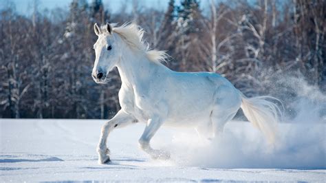 th?q=большая+белая+лошадь+сонник