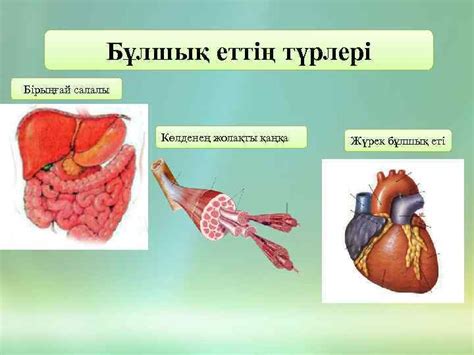 th?q=бірыңғай+салалы+бұлшық+ет+қай+жерде+орналасқан+жүрек+бұлшық+еті