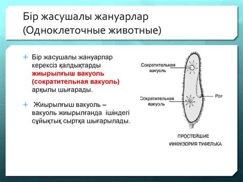 th?q=бір+клеткалы+жануарлар+типтері+бір+жасушалы+жәндіктер+типіне+жататын+ағза