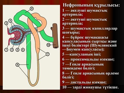 th?q=бүйрек+қай+жерде+орналасқан+бүйрек+құрылысы