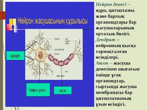 th?q=бұл+нейрон+денелерінен+түзілетін+қабат+нейронның+ұзын+өсіндісі