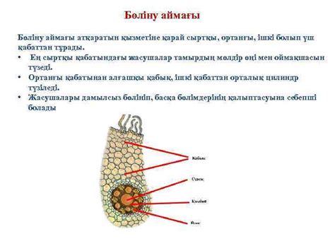 th?q=бөліну+аймағы+қандай+ұлпадан+тұрады+тамырдың+бөліну+аймағының+ортаңғы+қабатынан+түзіледі